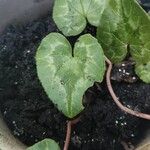 Cyclamen balearicum Leaf