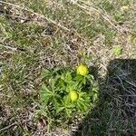 Trollius europaeus Blomst