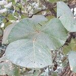 Erythrina abyssinica Leaf