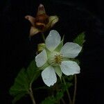 Rubus nepalensis Хабит