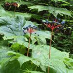 Diphylleia cymosa Hábito