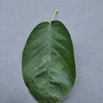 Amelanchier canadensis Leaf