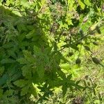 Geranium phaeum Leaf