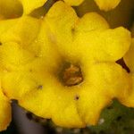 Abronia latifolia Flower