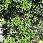 Buxus balearica 整株植物