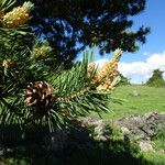 Pinus sylvestris Otro
