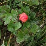 Rubus chamaemorus Frukto