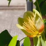 Liriodendron tulipifera Fiore