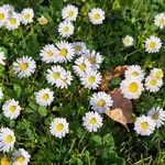 Bellis annuaFlower