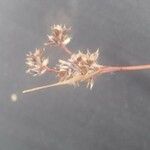 Luzula multiflora Kvet