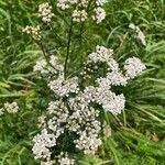 Achillea nobilisBlomst