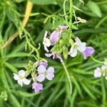 Erysimum virescens Flor