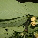 Senna hayesiana Flower