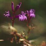 Lobelia urens फूल