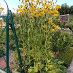 Rudbeckia nitida പുഷ്പം