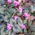 Cyclamen coum Облик