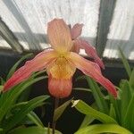 Phragmipedium longifolium Flower