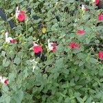 Salvia microphylla Агульны выгляд