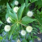 Cephalanthus occidentalisΛουλούδι