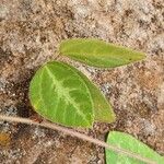 Rhynchosia usambarensis Hoja