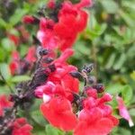 Salvia microphyllaപുഷ്പം