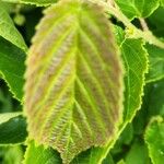 Corylus americana Hoja