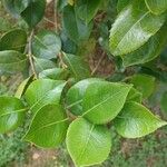 Camellia sasanqua Leaf