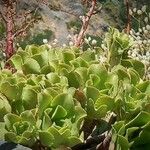 Aeonium glutinosum Blatt