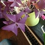 Oxalis triangularis Folla