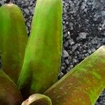 Aechmea nudicaulis Leaf