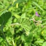 Erodium malacoides Foglia