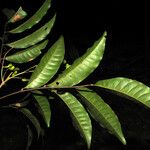 Matayba arborescens Leaf