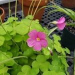 Oxalis bowiei Blüte