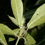 Acalypha apodanthes Листок