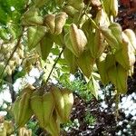 Koelreuteria paniculata Fruit