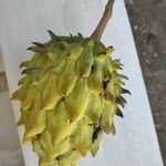 Annona mucosa 果實