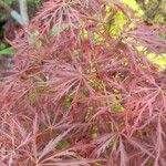 Acer palmatumBlad