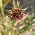 Geum urbanum Fruto