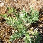Artemisia oelandica