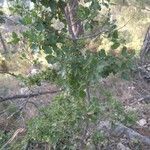 Quercus coccifera Folla
