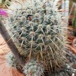 Mammillaria bombycina ᱥᱟᱠᱟᱢ