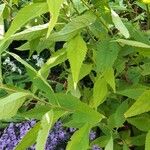 Doellingeria umbellata Hoja
