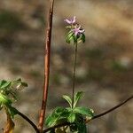 Hermannia hyssopifolia Blomma