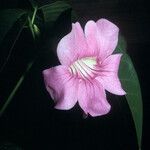 Bignonia aequinoctialis Flower