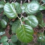 Quercus alnifolia Лист