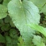 Stachys sylvatica Leaf