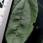 Sicydium schiedeanum Leaf