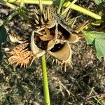 Datura ferox Плод