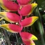 Heliconia rostrata Цветок