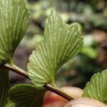 Asplenium stuhlmannii Leaf